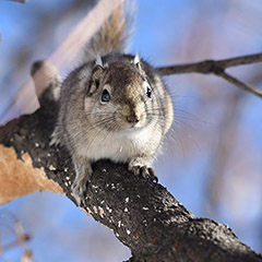 隐纹松鼠 Squirrel